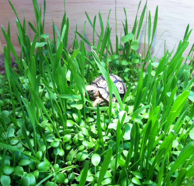 Grazing Tortoise Seed Mix 1 lb (image for) Grazing Tortoise Seed Mix 1 lb